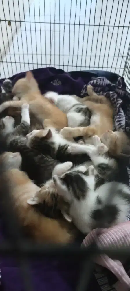 Kitten 9ekor indukan mixdoom
