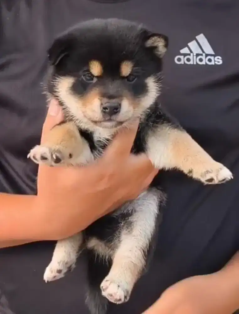 Shiba inu anakan import