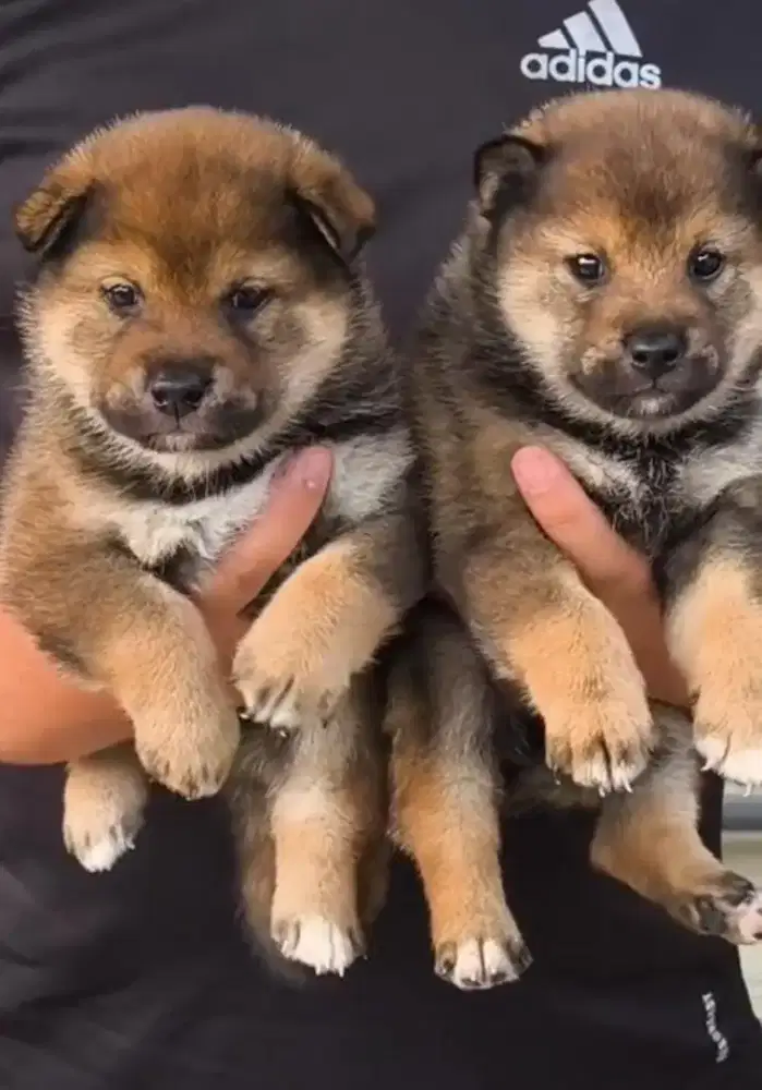 Shiba inu anakan import