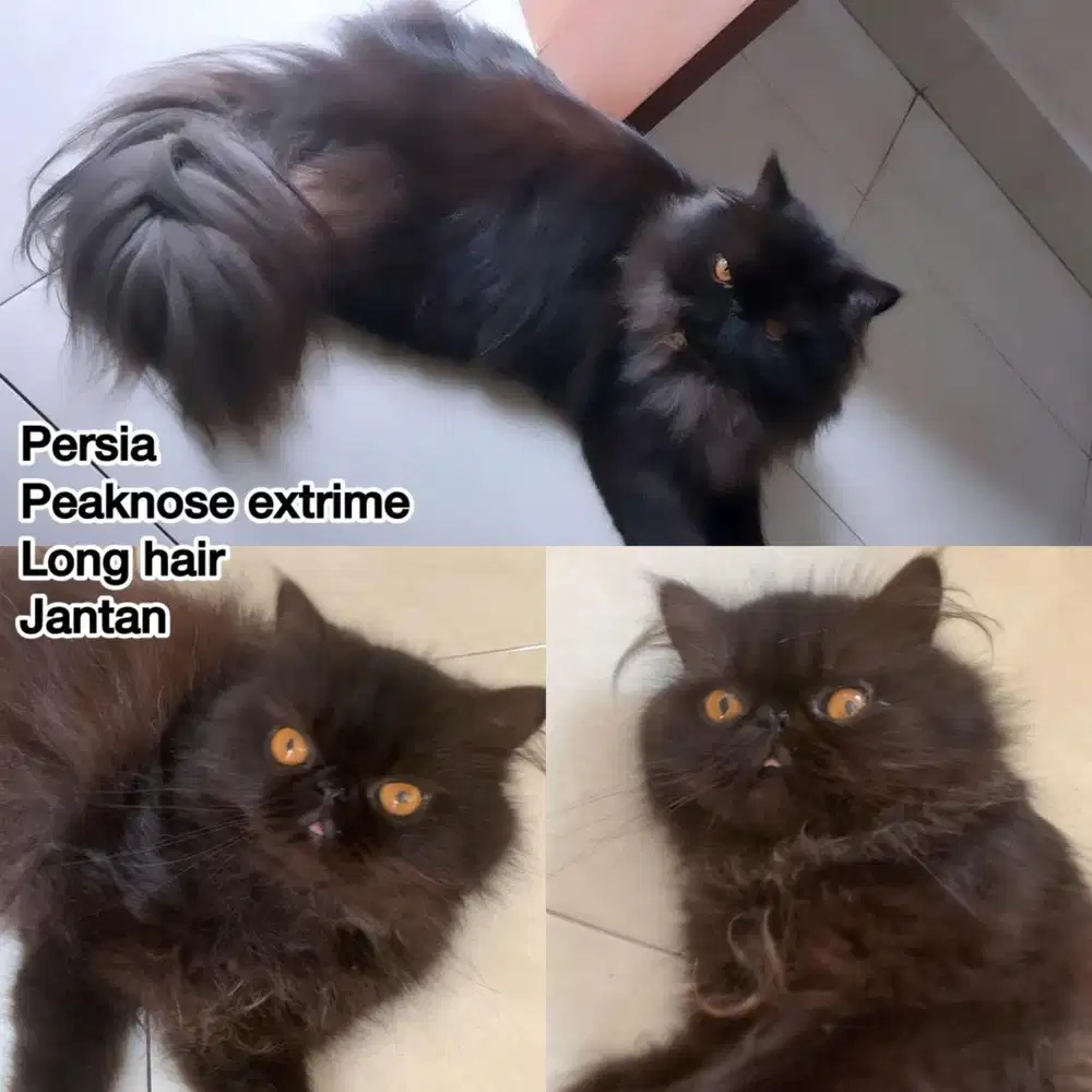Kucing persia peaknose extrim long hair jantan besar