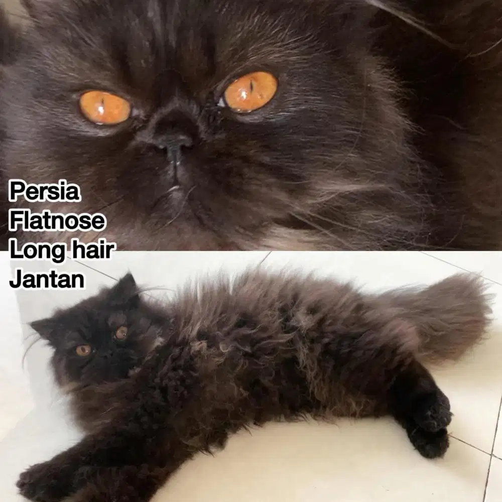 Kucing persia flatnose long hair back jantan