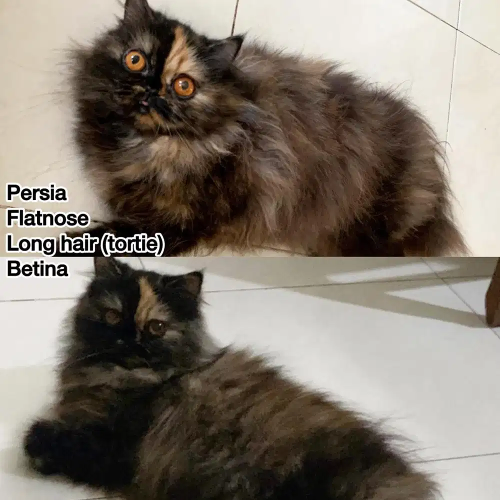 Kucing persia flatnose longhair tortie betina
