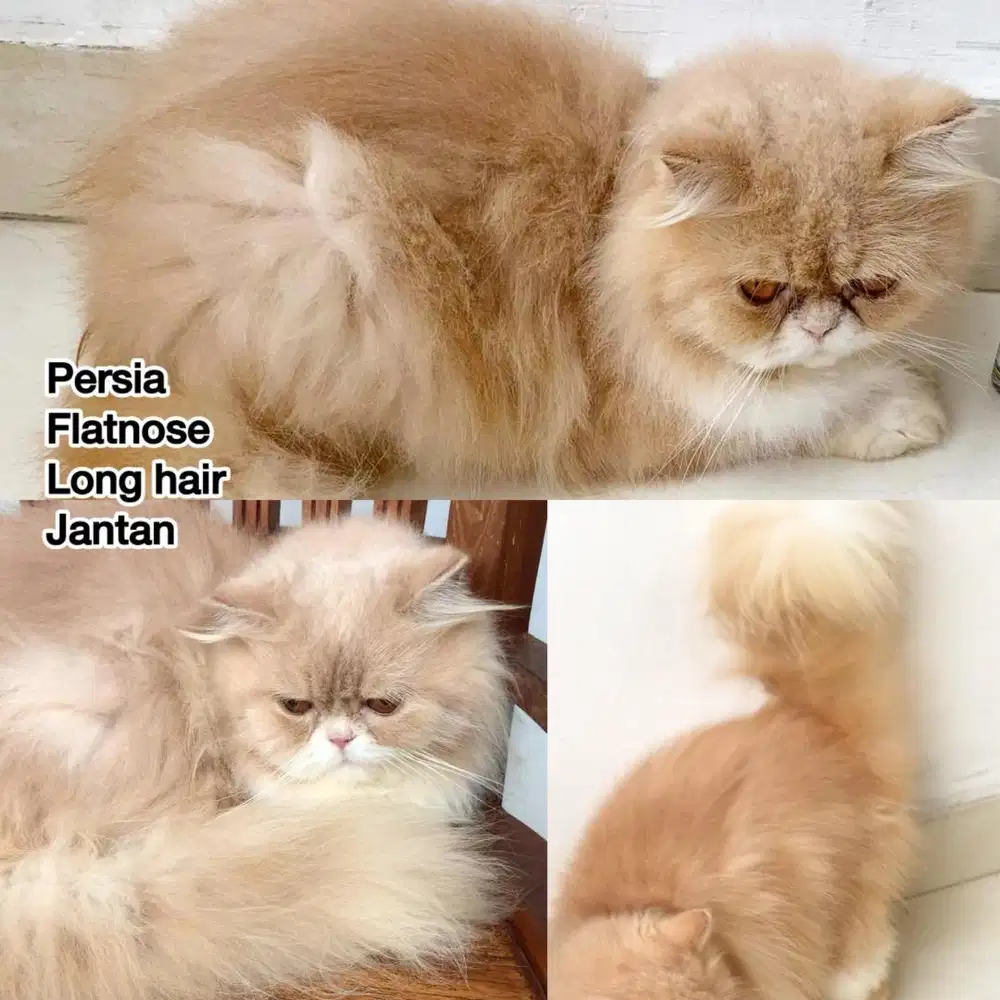 Kucing persia longhair flatnose jantan