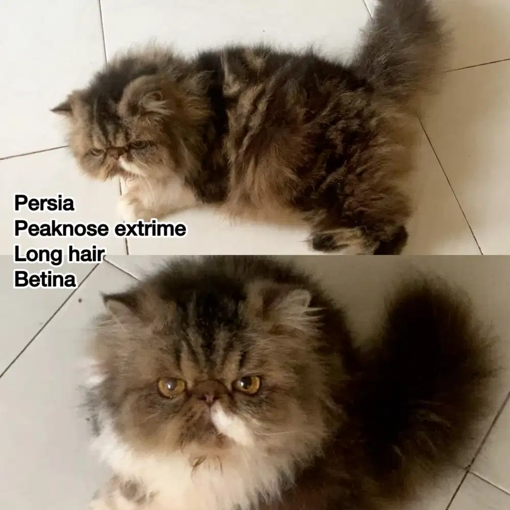 Kucing persia peaknose extrime longhair betina