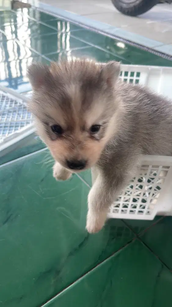 siberian husky 1.5bulan non stambum