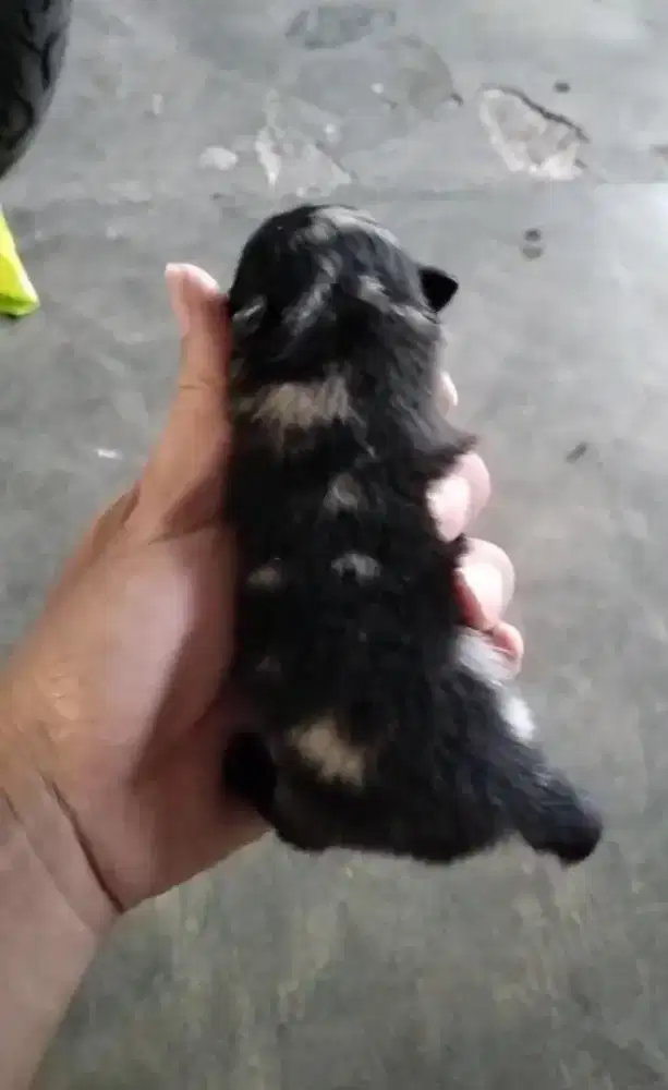 Minipom merle patern nya bagus