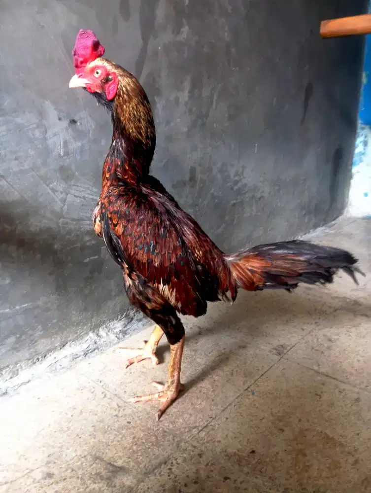 Ayam pama/mangon bulbi