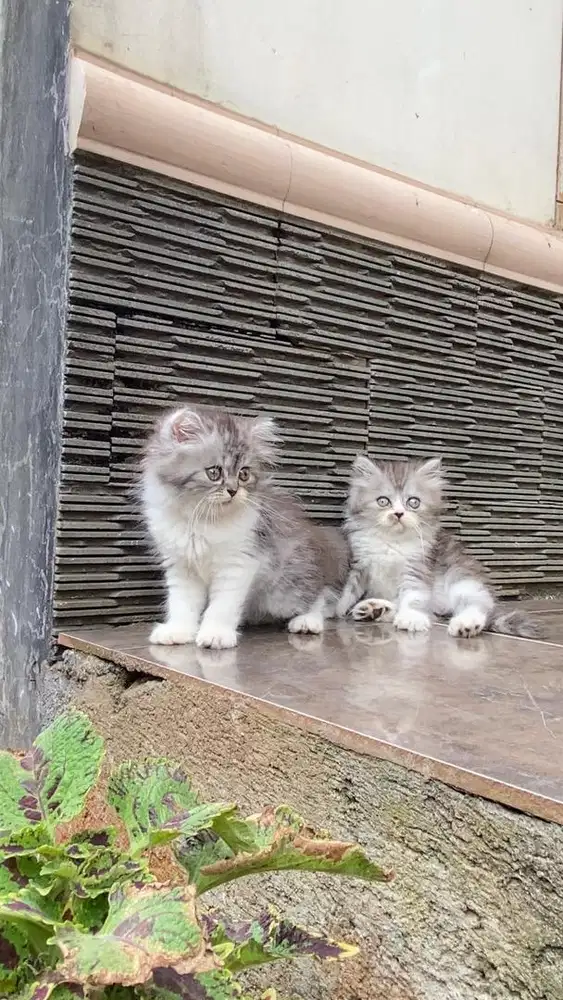 Kucing persia flatnose munchkin non standar kitten