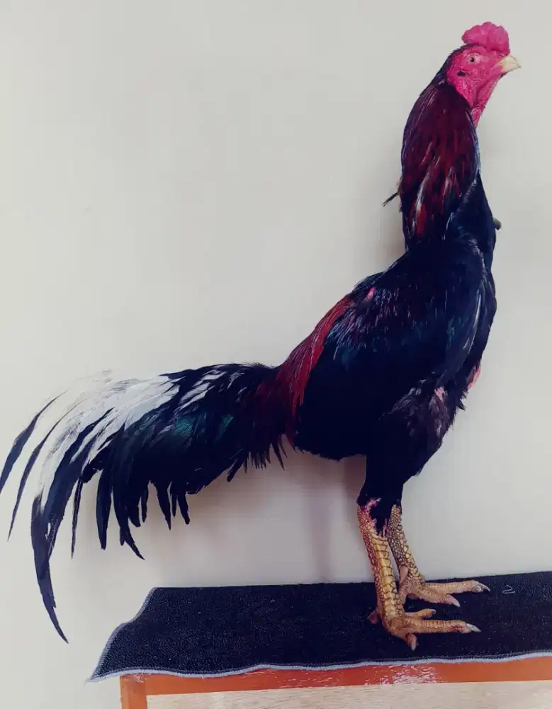 Ayam Bangkok Selatan  Super Jalu