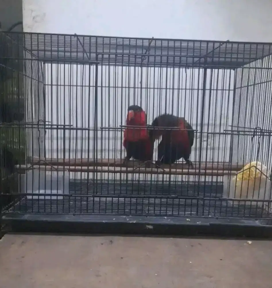 Sepasang paltem rompi produksian