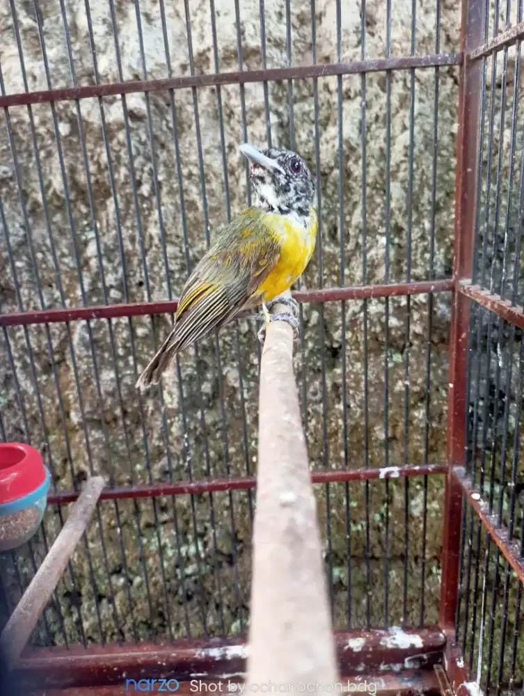 Burung samyong trotolan jantan