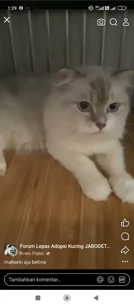 kucing betinaaaaaaaa
