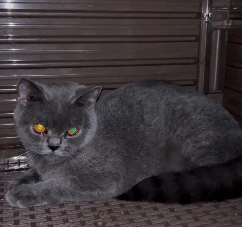 Kucing british shorthair betina bsh british short hair
