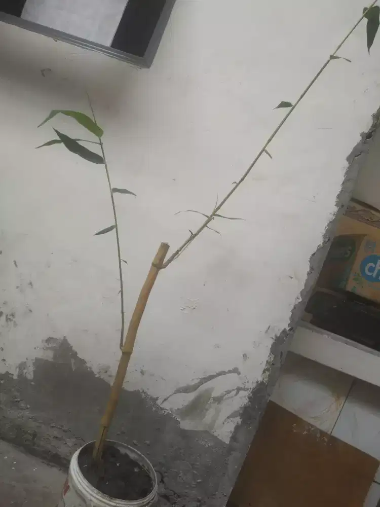 Jual bongseh bambu kuning