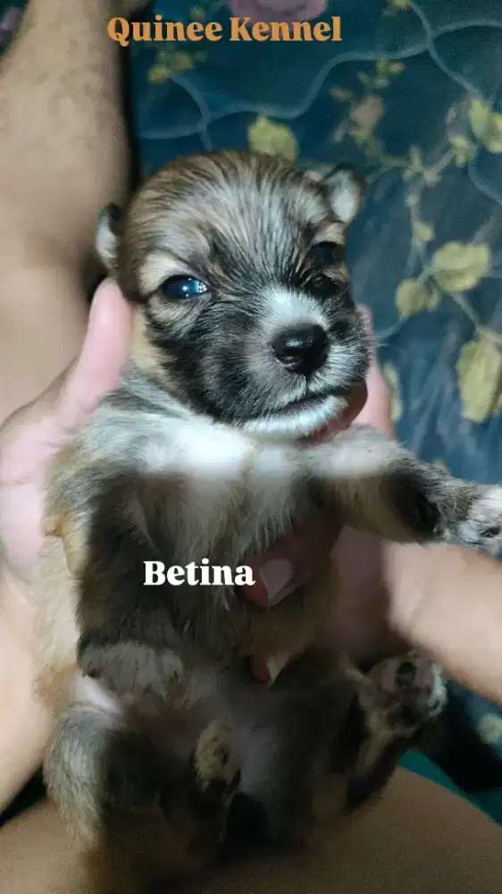 Open Book Shihtzu PUPPY