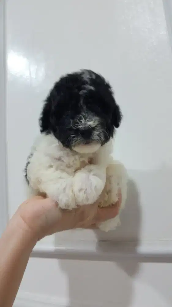 Anakan Poodle Party Betina