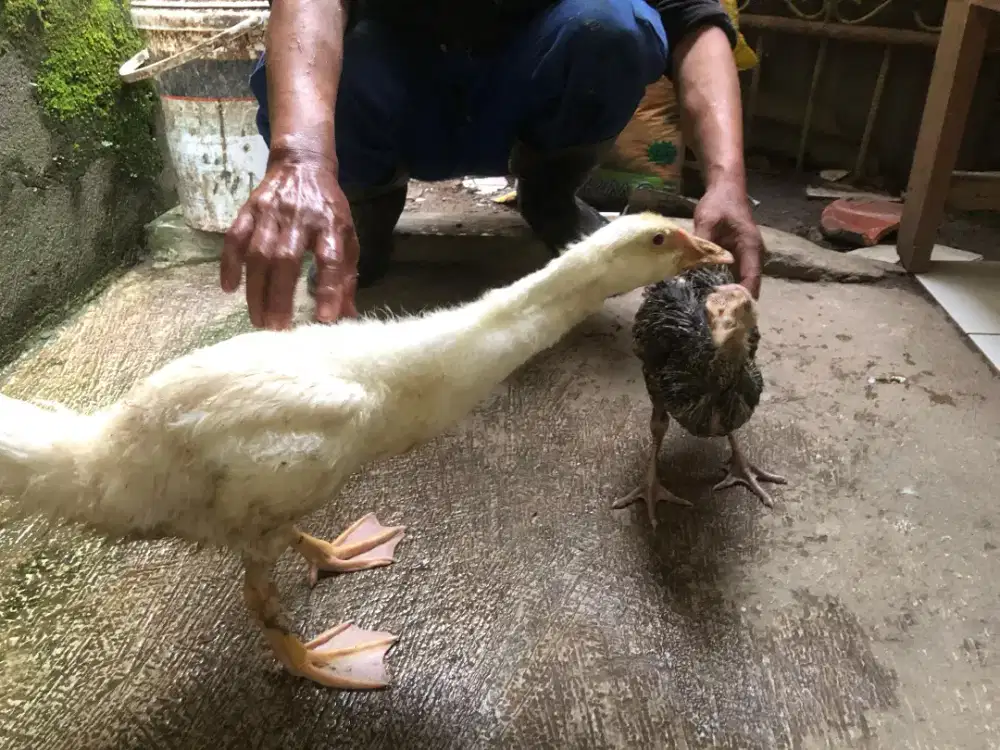 jual anakan angsa jumbo