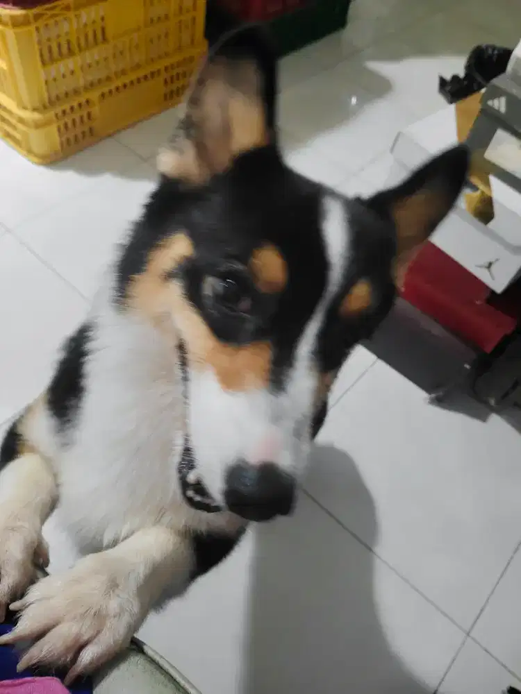 Corgi jantan 21april 2024