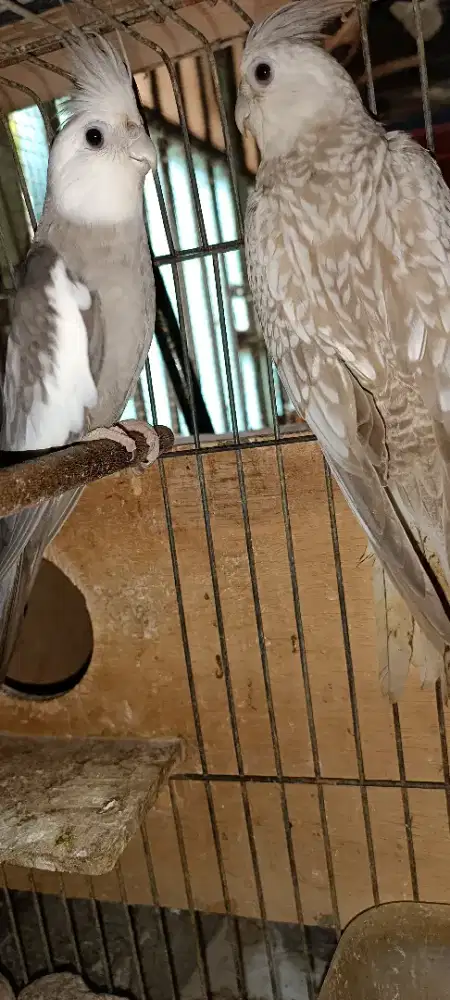 Indukan proven WF x Pearl