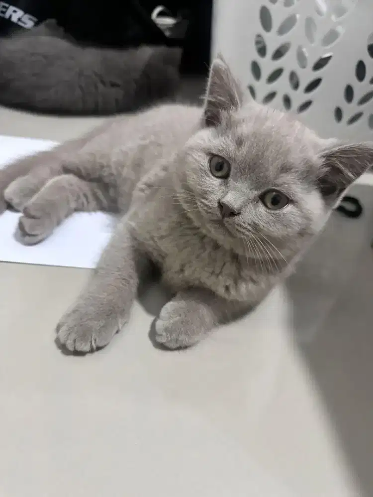 Anak Kucing Import BSH British Shorthair Warna Langka! Cream x Abu Abu