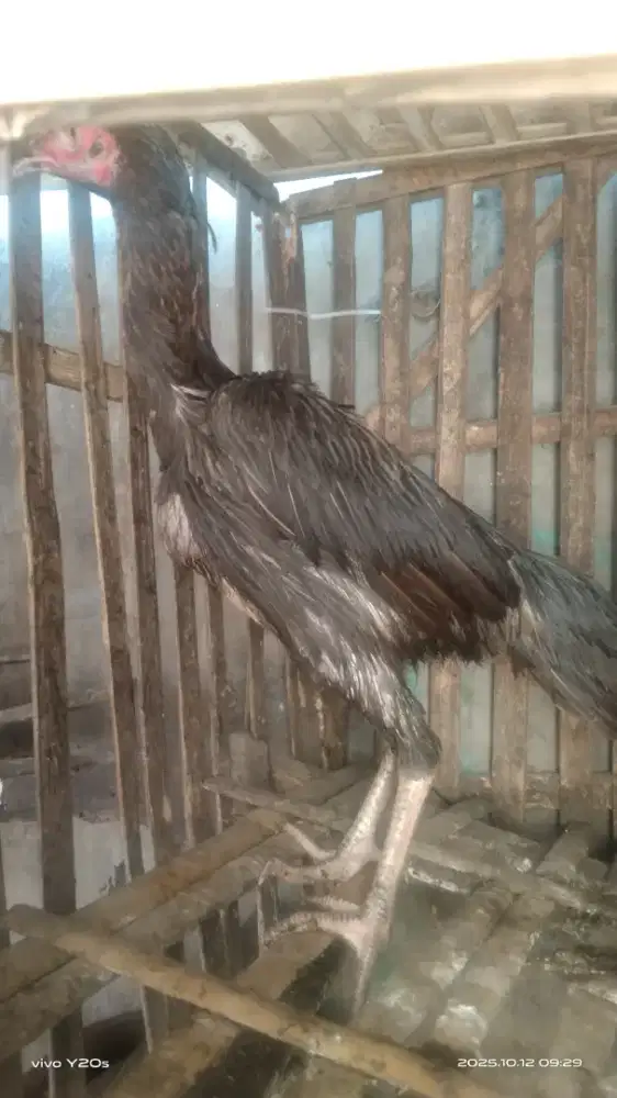 Ayam biang bangkok indukan
