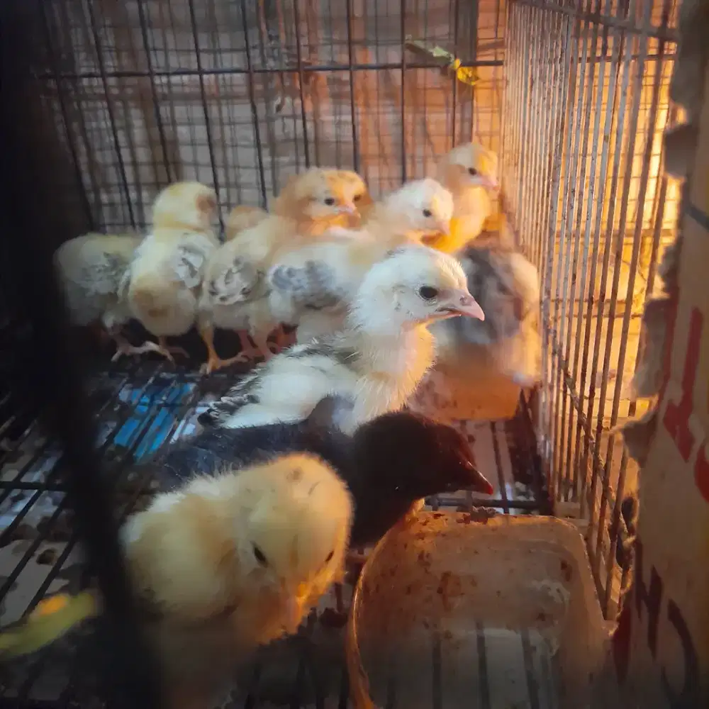 Doc ayam kampung petelur elba