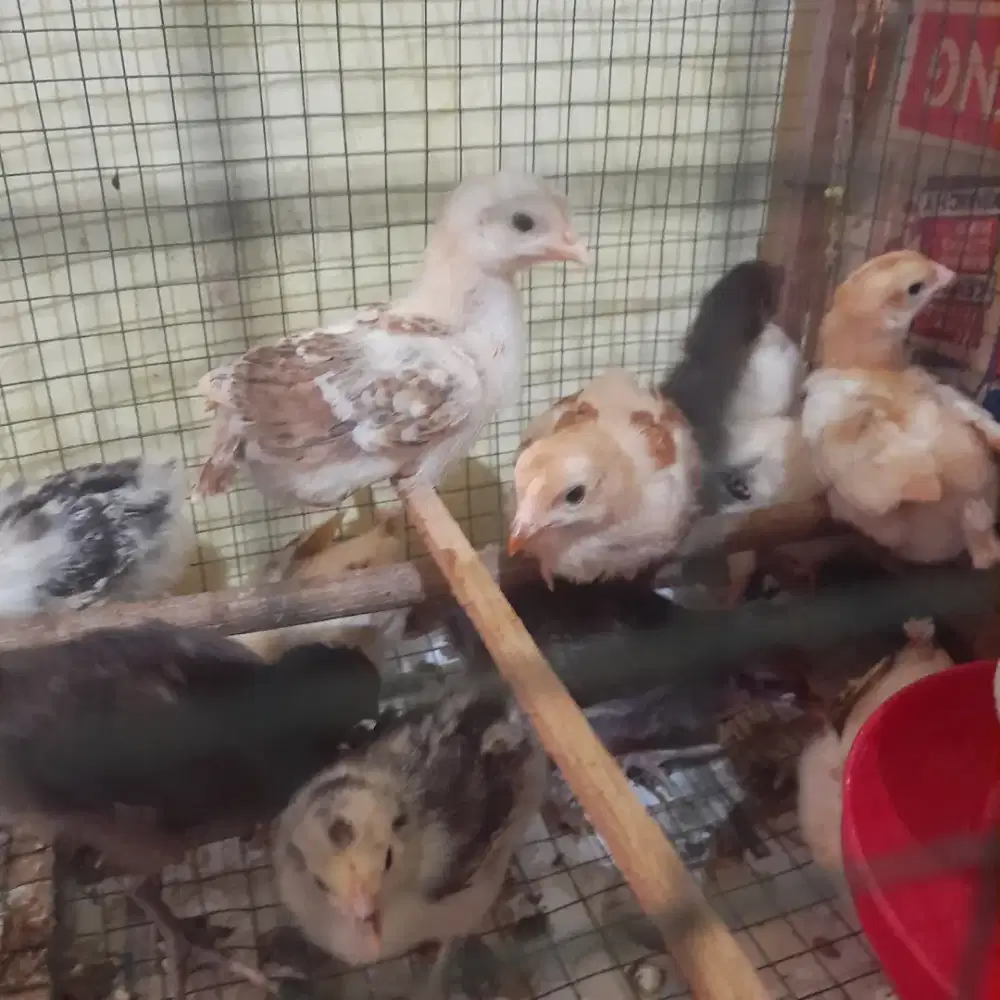 Ayam kampung petelur elba