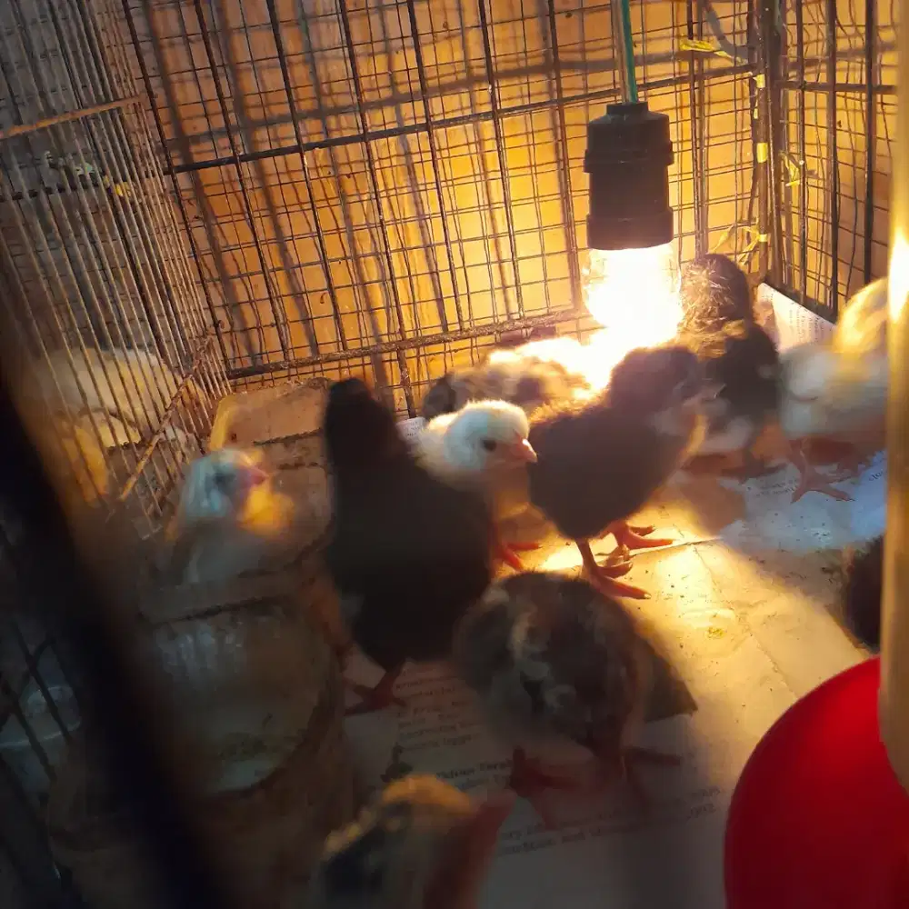 Doc ayam kampung petelur elba