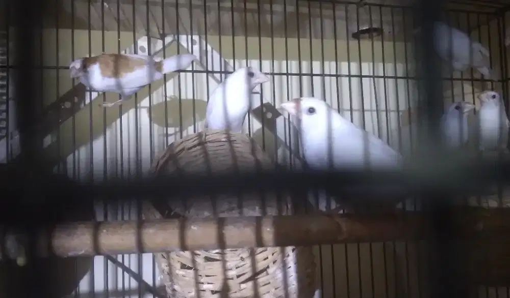 Borongan emprit jepang 7 ekor  ,burungnya saja