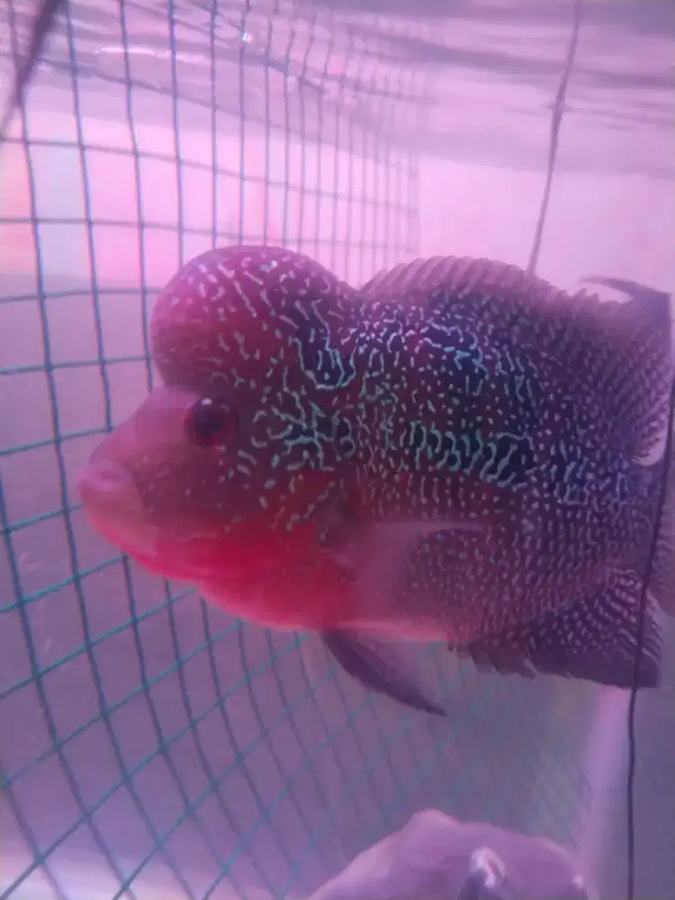Jual Ikan louhan