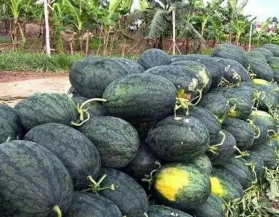 Semangka Kuning jenis Inul super