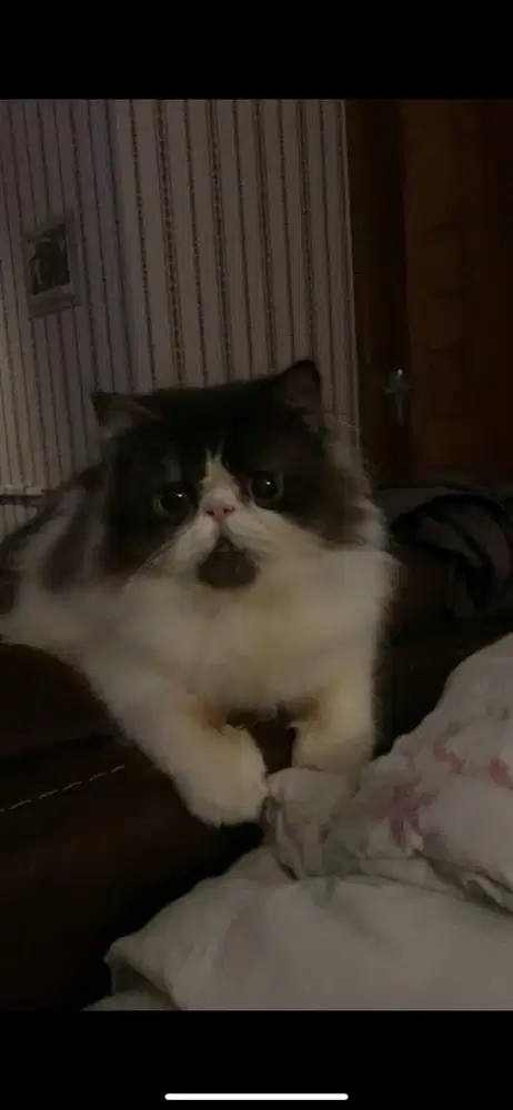 KUCING PERSIA PEAKNOSE JANTAN