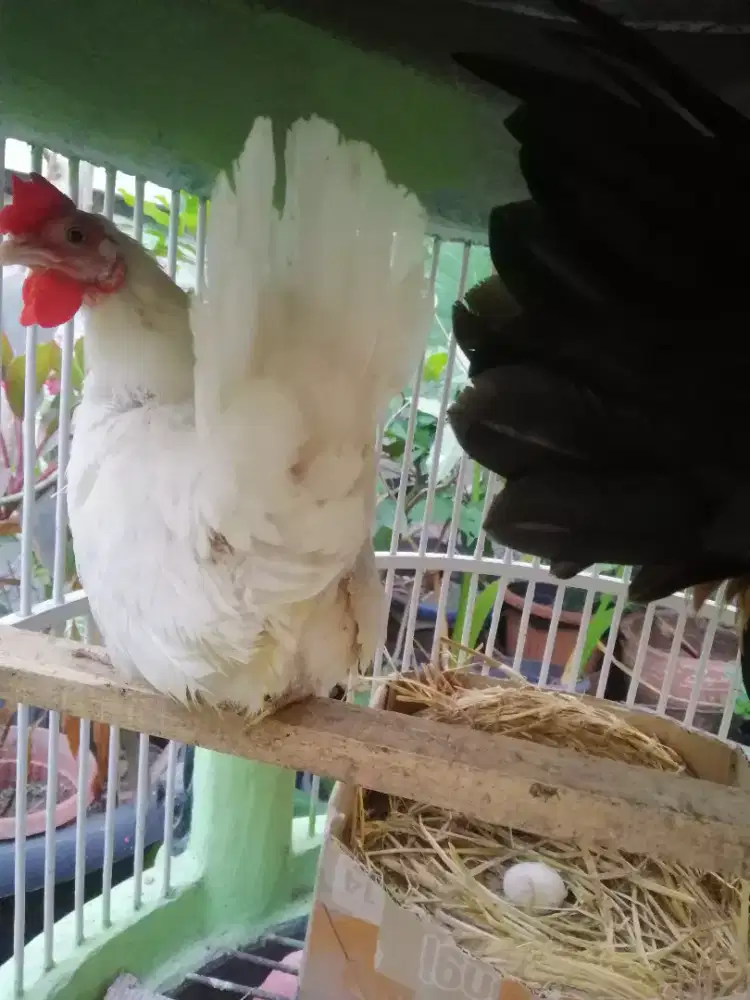 Ayam kate merah putih indukan