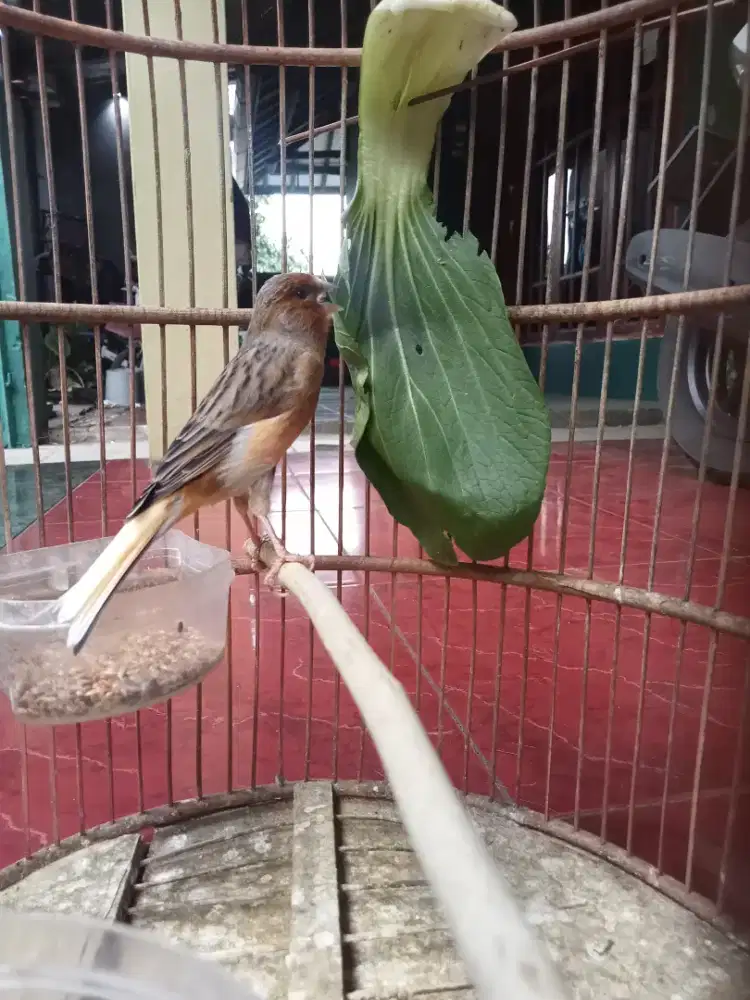 Kenari Jantan Sudah Gacor