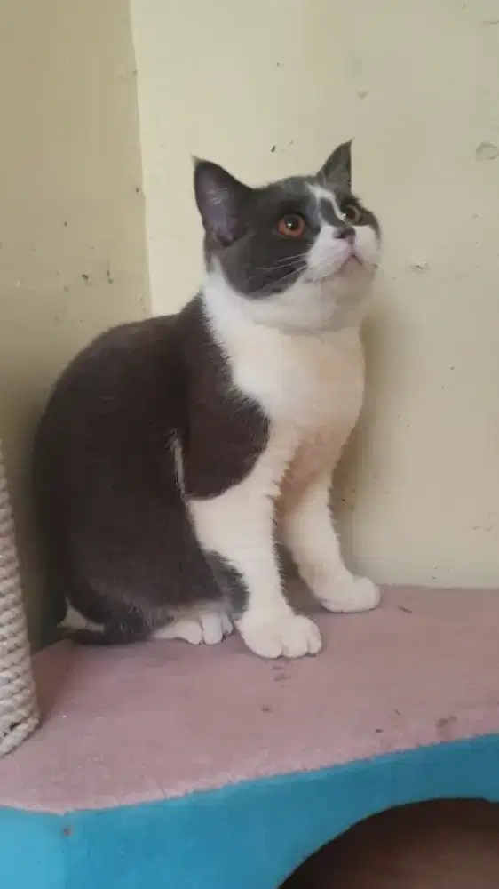 BRITISH SHORTHAIR (BSH)