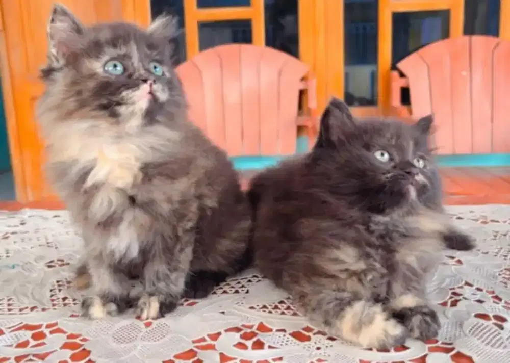 Kucing Kitten Persia bulu kapas