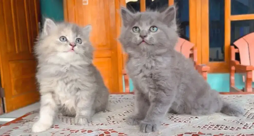 Kucing Kitten Persia Abu-Abu