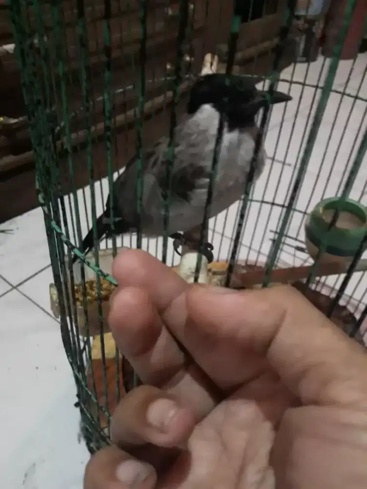 Kutilang jinak rajin bunyi