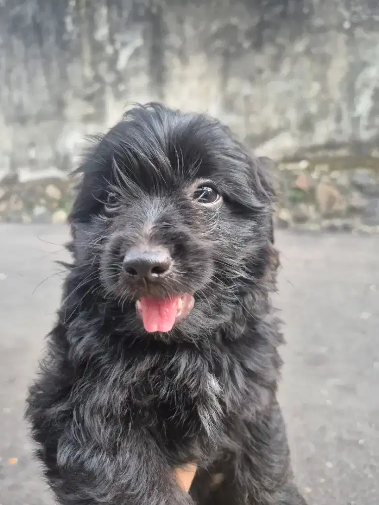 Anakan poodle gemoy usia 2 bulan