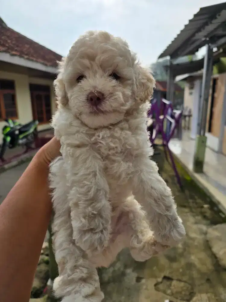 Poodle jantan cakep