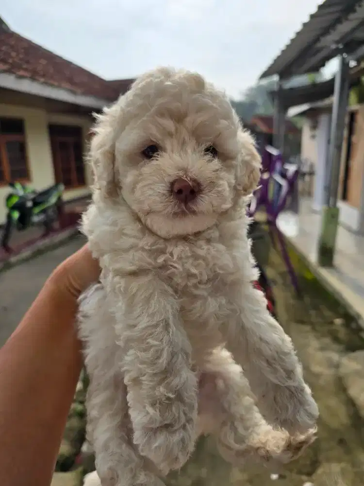 Poodle jantan red nose putih