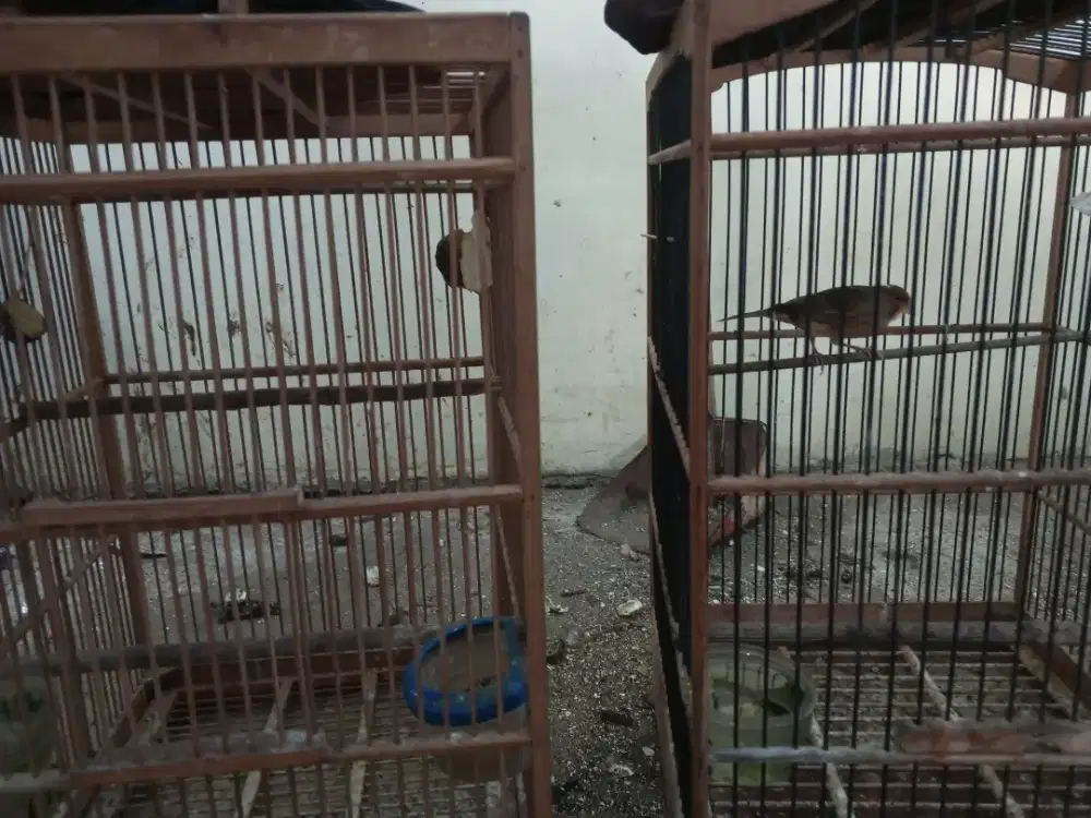 Burung kenari betina 2 ekor