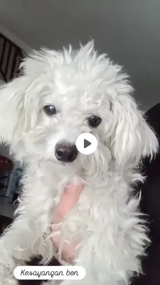 Toy Poodle jantan