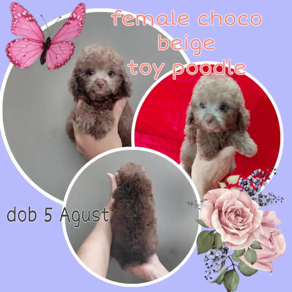 Langka, Choco beige poodle betina. Ready, stb, vaksin