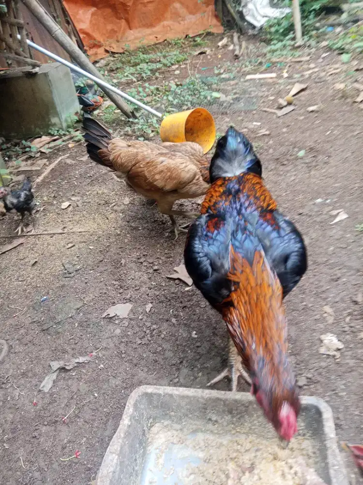 Ayam kampung bukan kampus