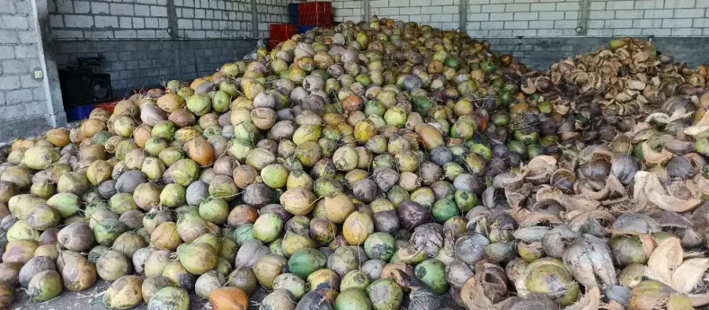 Jual Kelapa gelonggongan atau kupasan siap kirim