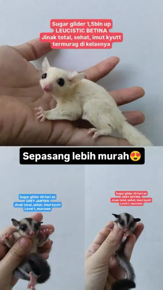 Sugar glider anak-induk grey white face leucistic
