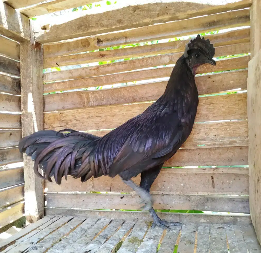 Jual ayam bekisar cemani atau bekicem mulus 8bln rajin kokok kota batu