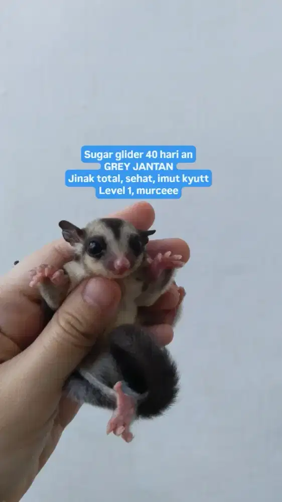 Sg sugar glider grey jantan