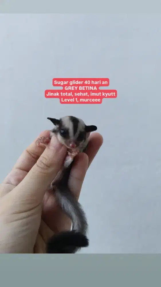 Sugar glider grey betina anakan